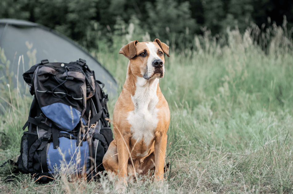 Keeping Your Pet Cool and Itch-Free During the Minnesota Summer