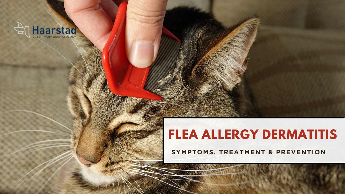 Illustration of Cat Flea Allergy Dermatitis Shampoo