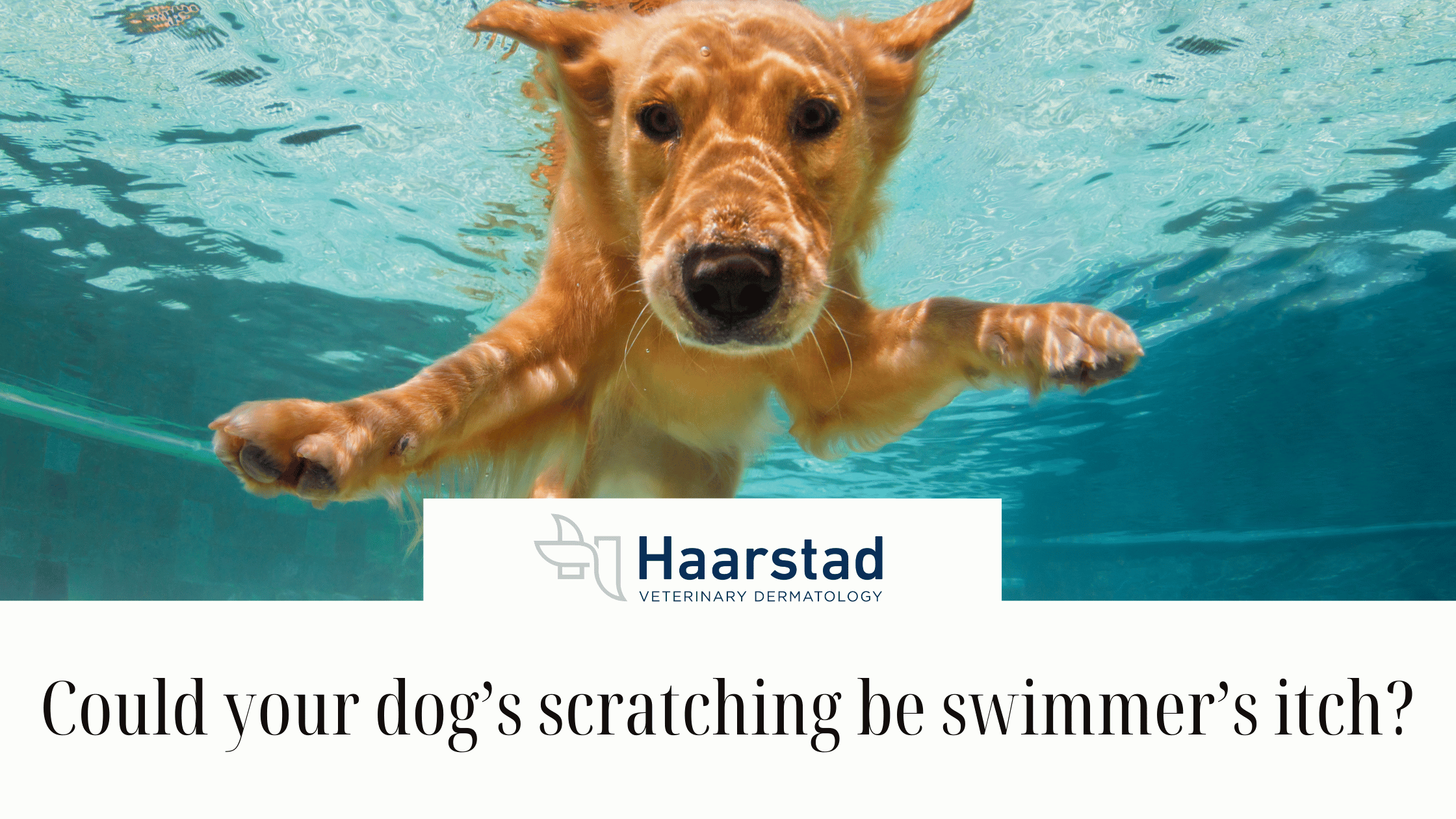 Swimmer’s Itch in Dogs: What Minnesota Pet Owners Need to Know