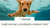 Swimmer’s Itch in Dogs: What Minnesota Pet Owners Need to Know