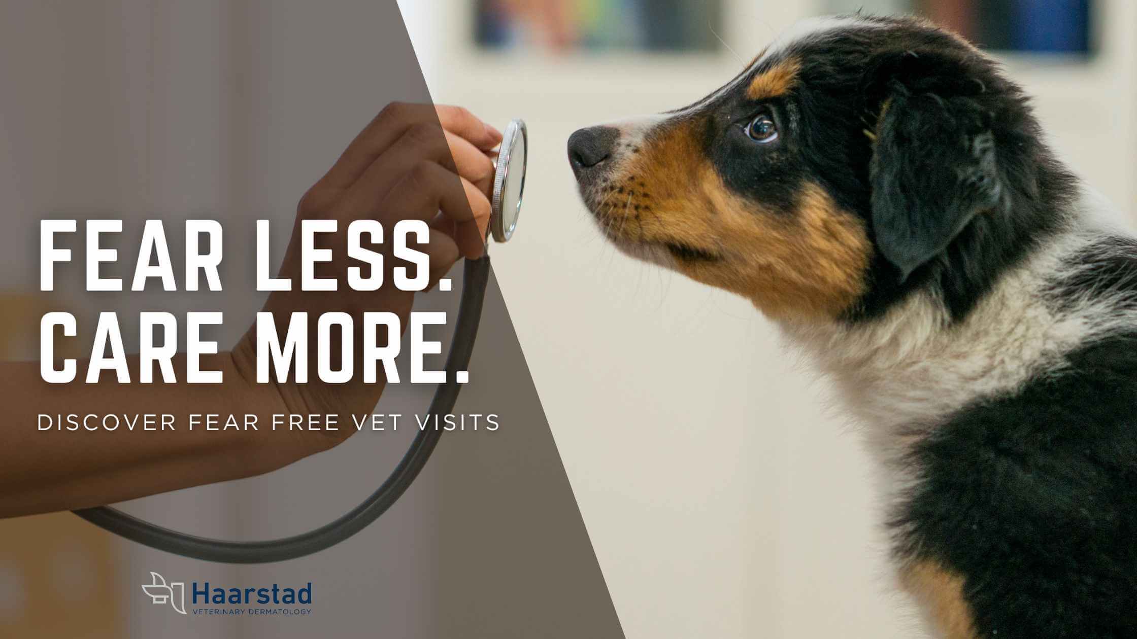 Fear Free Veterinary Care: A Better Way to Help Pets Through Vet Visits