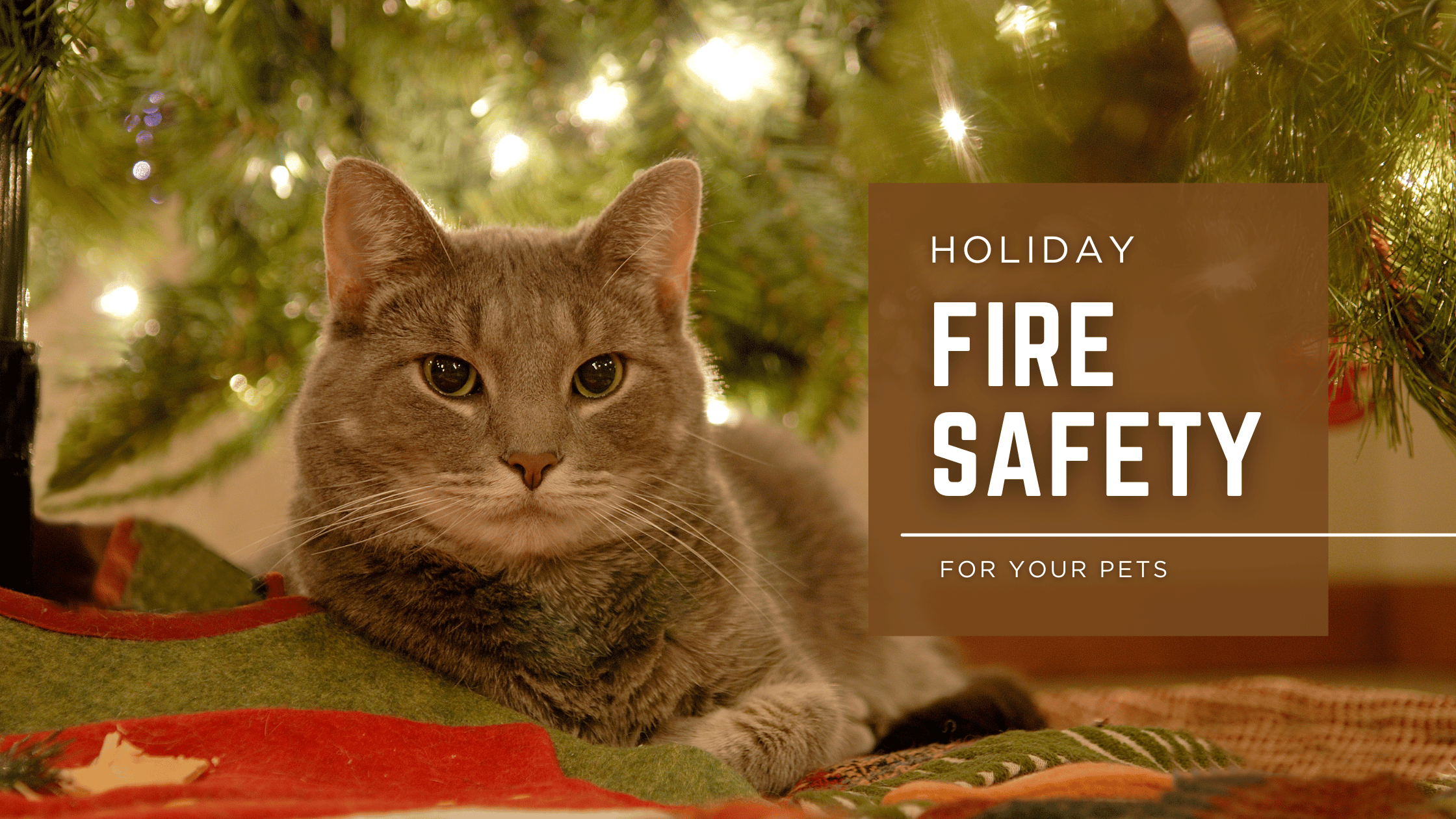 Keeping Pets Safe from Holiday Fire Hazards: Safety Tips Every Pet Owner Should Know