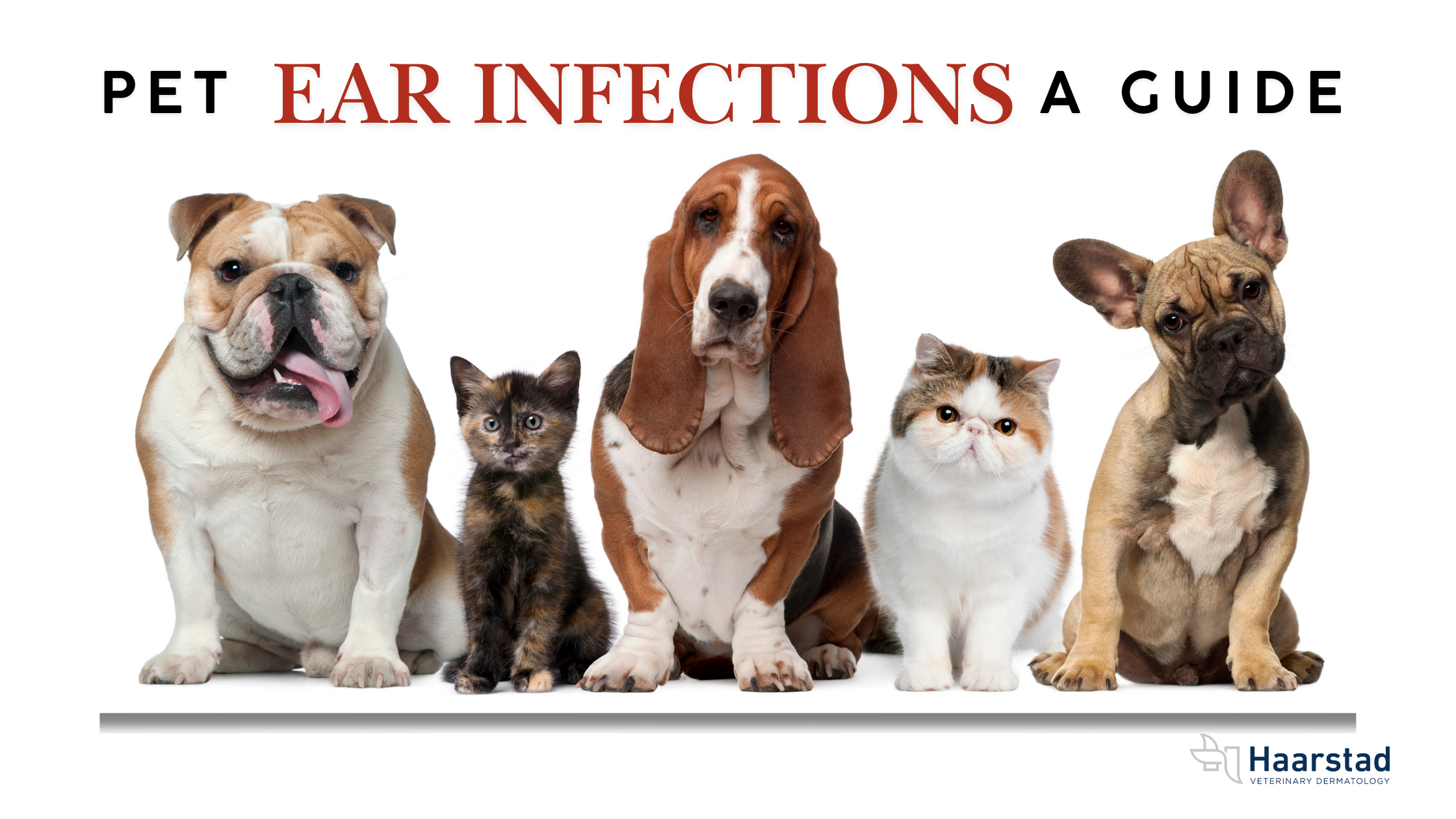 Pet Ear Infections: A Guide banner featuring multiple dogs and cats with Haarstad Veterinary Dermatology logo