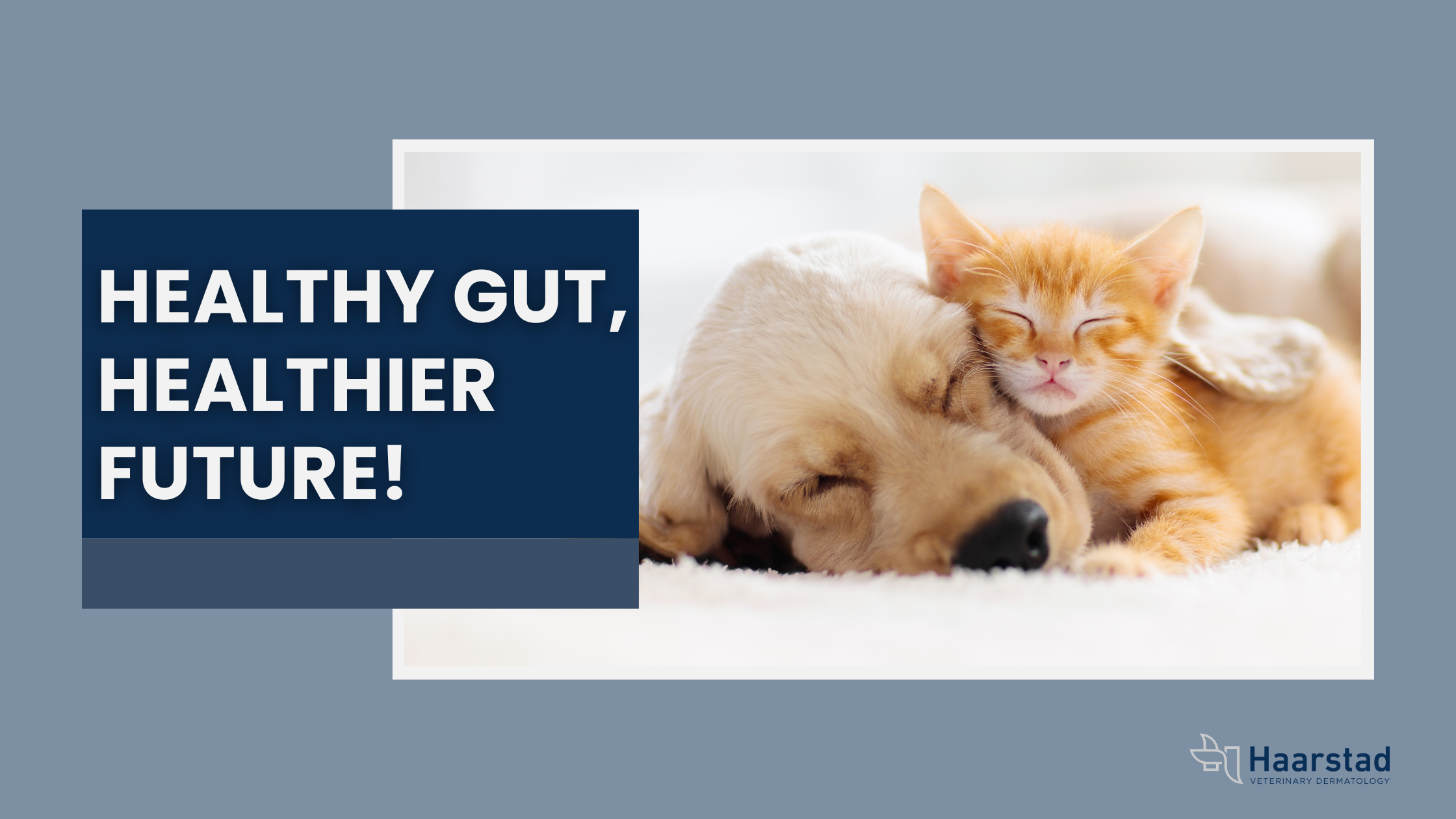 The Link Between Early Gut Health and Allergies in Dogs and Cats