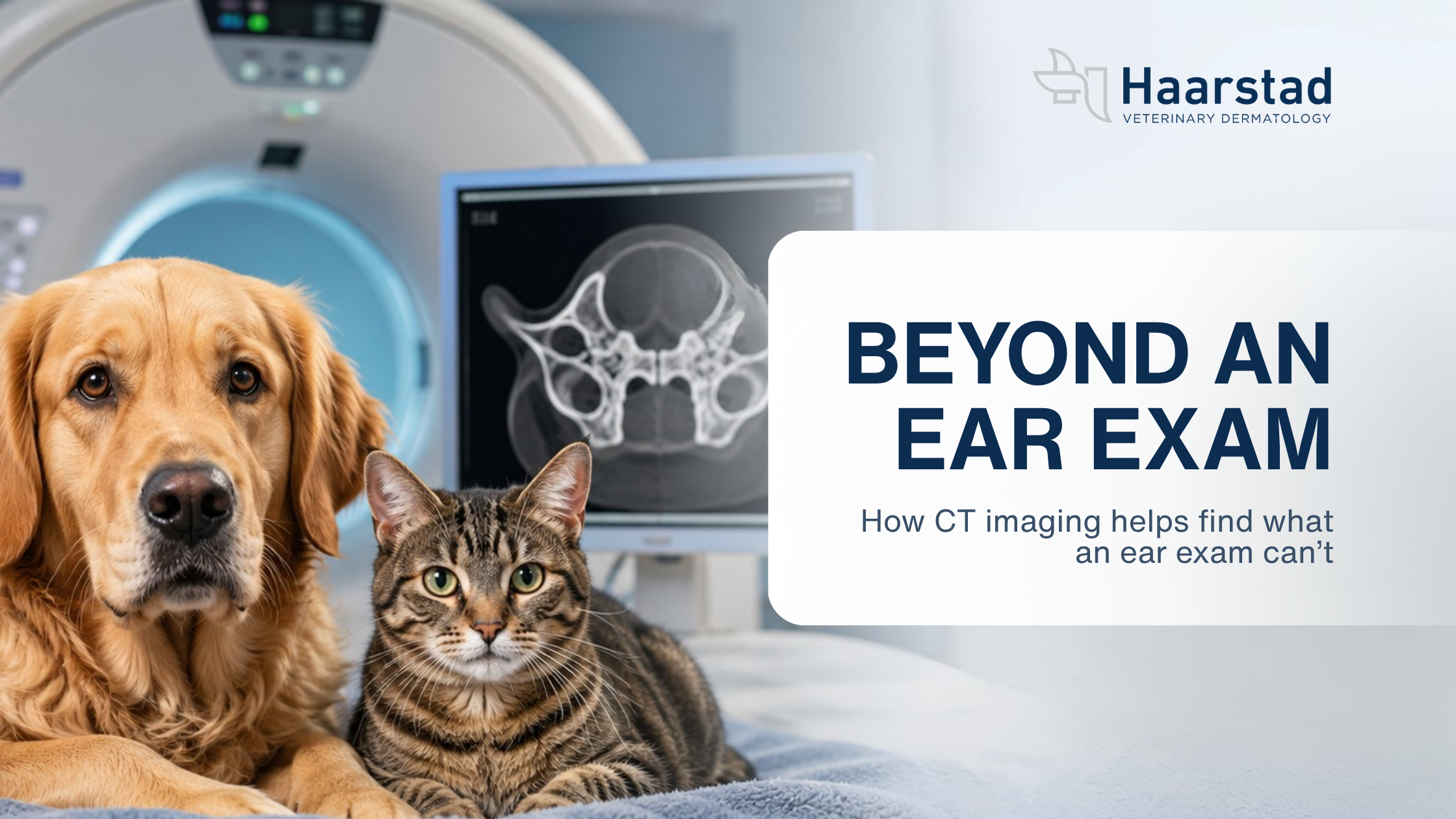 How CT Scans Help Diagnose Chronic Ear Disease in Dogs and Cats