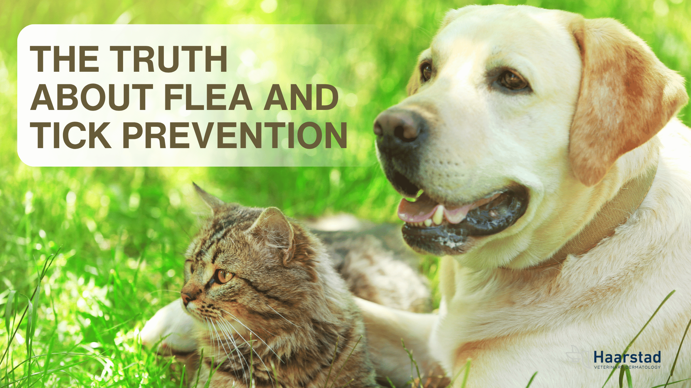Flea and Tick Prevention: Are These Medications Safe for Pets?