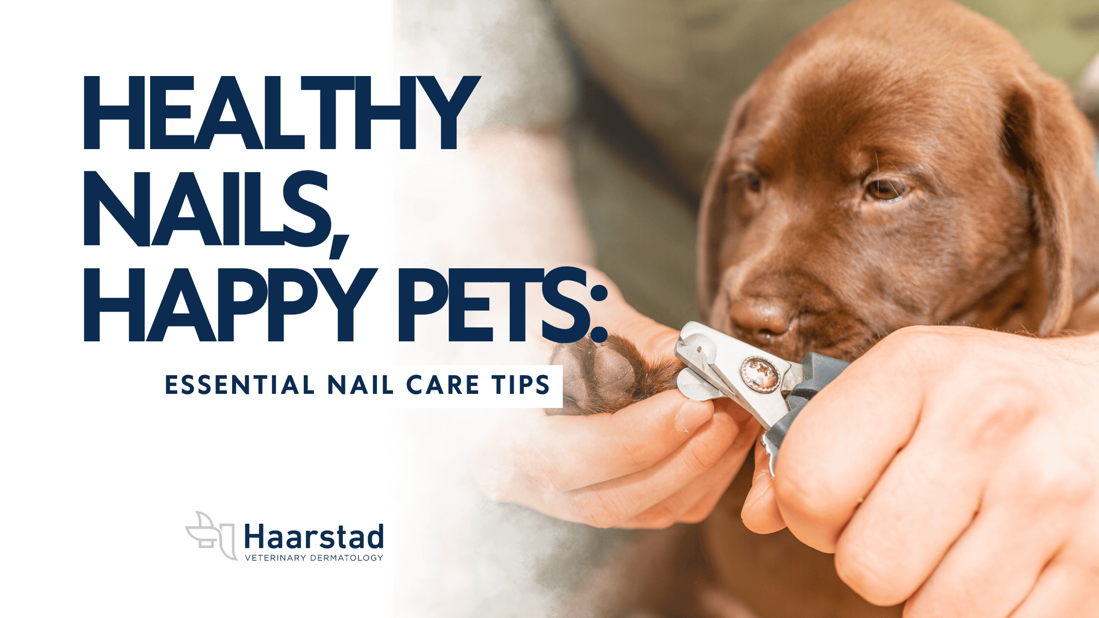 Why Regular Pet Nail Trims Are Essential for Your Dog or Cat’s Health