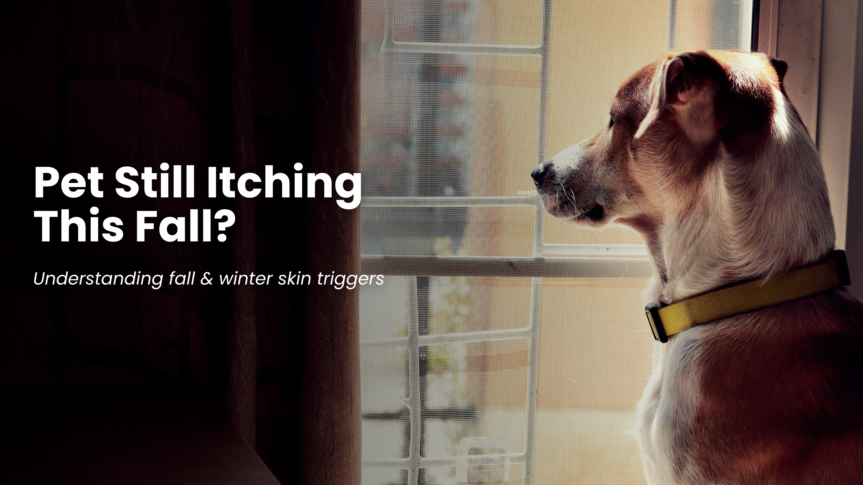 Why Your Pet Is Still Itching: Understanding Fall and Winter Skin Triggers