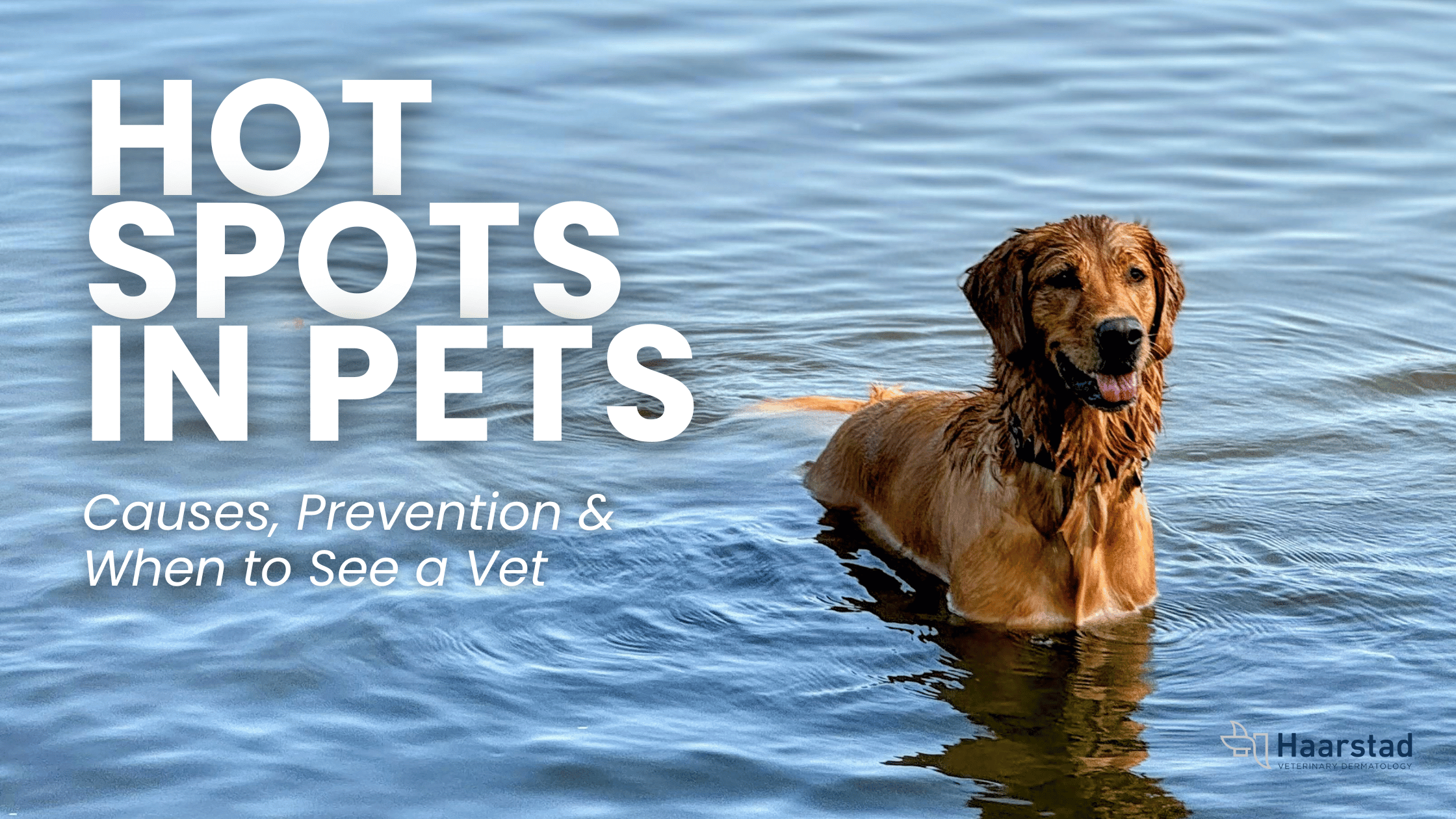 Hot Spots in Pets: Causes, Prevention, and When to See a Vet