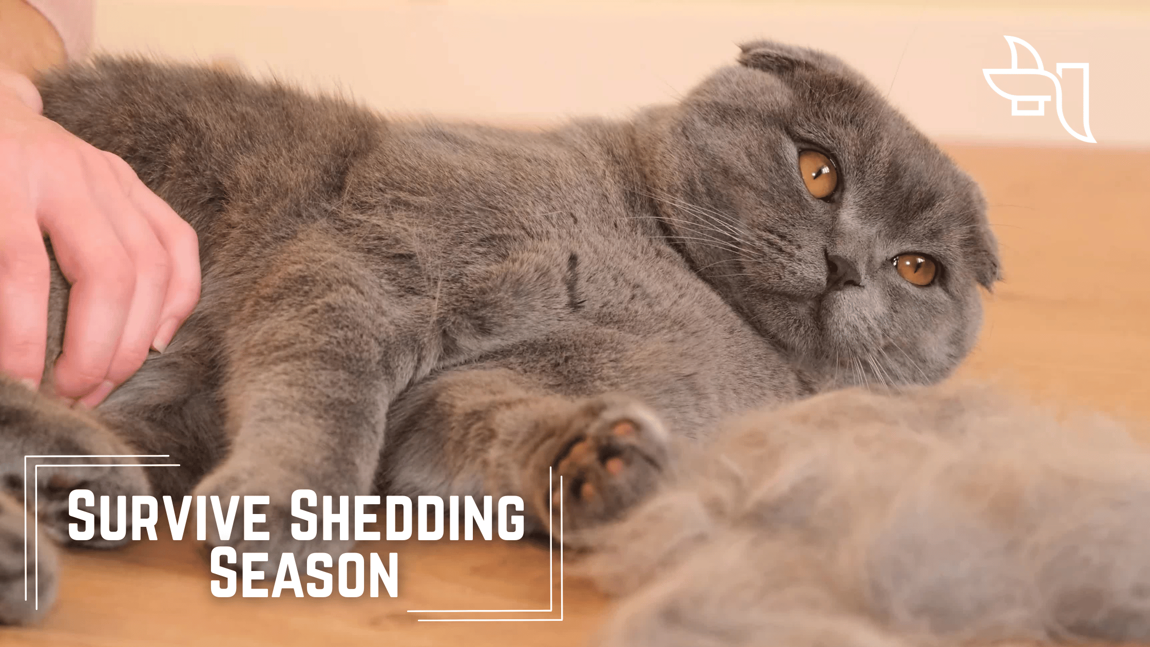 Shedding Season Survival Guide: Tips for Cat and Dog Owners